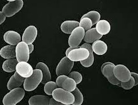 注目の乳酸菌「フェカリス菌」のイメージ
