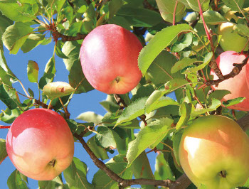 リンゴ幹細胞エキスが生成できるリンゴ