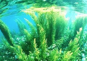 ホメオエイジが抽出できる海藻のイメージ
