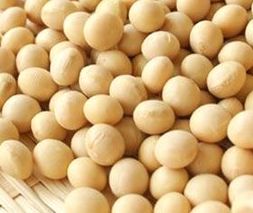 ビフィズス菌はっ酵エキスが含まれる大豆
