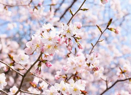 春の桜の風景