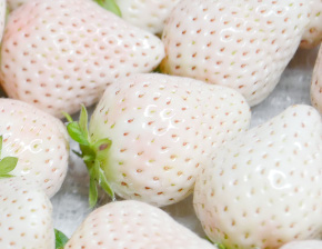 白イチゴエキスが抽出できる新鮮な白イチゴ