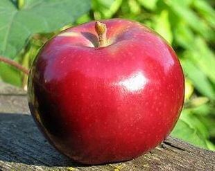 ウトビラー・スパトラウバーという品種のリンゴ