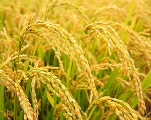 無農薬栽培米